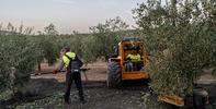 Abrimos actuaciones de oficio para evaluar la atención residencial a temporeros en la campaña de la aceituna en la provincia de Jaén