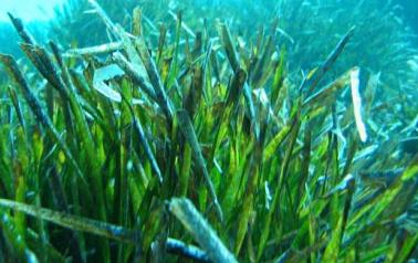 Cierre Actuación Pradera Marinas de Posidonia Cierre Actuación Pradera Marinas de Posidonia