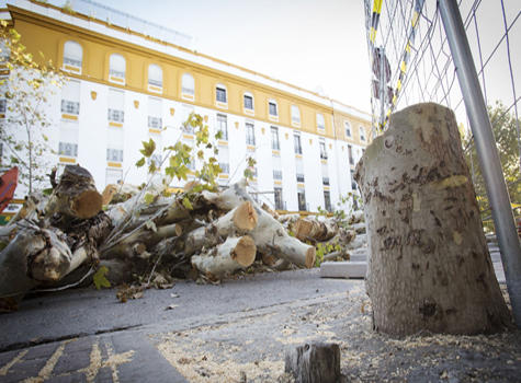 Actuacion de Oficio por la Tala de Árboles en Sevilla Actuacion de Oficio por la Tala de Árboles en Sevilla