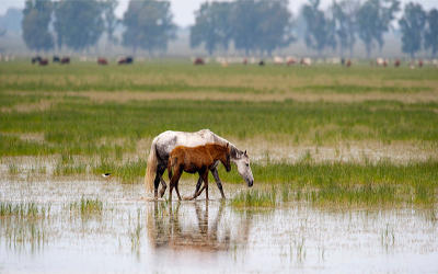 DOÑANA: Actuaciones del dPA para su protección y conservación