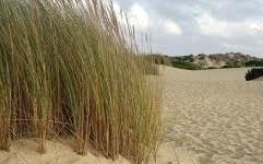 DOÑANA: Actuaciones del dPA para su protección y conservación DOÑANA: Actuaciones del dPA para su protección y conservación